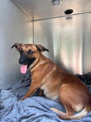 Mary Anne, Belgian Shepherd Malinois / Pit Bull Terrier, available for adoption