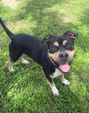 Hershey, Rottweiler / American Pit Bull Terrier, young, available for adoption