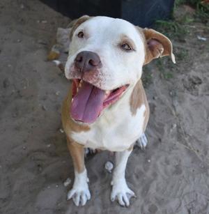 Dottie, American Pit Bull Terrier / American Staffordshire Terrier, adult, available for adoption