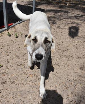 Priscilla, Anatolian Shepherd / Great Pyrenees, young, available for adoption