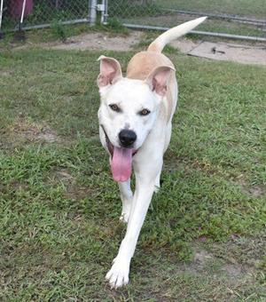 A white dog with a pink tongue sticking out, running on grass.