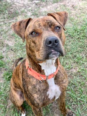 A brindle dog with a white chest and orange collar sitting on grass.