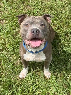 Smokey, Pit Bull Terrier / American Staffordshire Terrier, senior, available for adoption