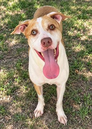 Gomez, American Staffordshire Terrier / American Pit Bull Terrier, adult, available for adoption