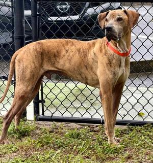 Pumpkin, Great Dane / Rhodesian Ridgeback, adult, available for adoption