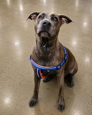 Zae, Plott Hound / American Pit Bull Terrier, adult, available for adoption
