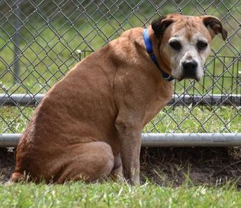 Gigi, Boxer / Labrador Retriever, adult, available for adoption