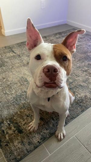 A brown and white dog sitting on a rug, looking up at the camera.