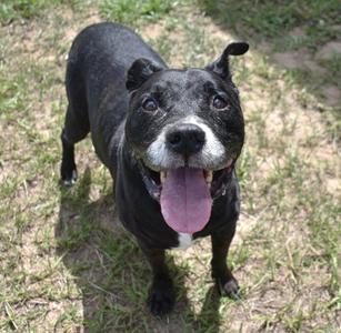 Rocky, Pit Bull Terrier / American Staffordshire Terrier, senior, available for adoption