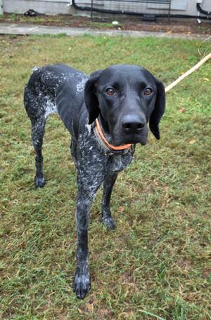 A black and white spotted dog with an orange collar standing on grass.