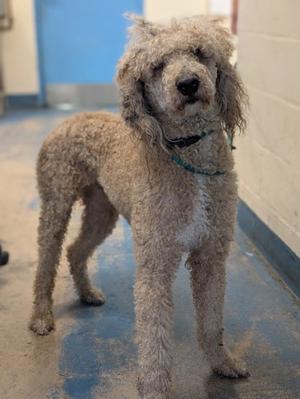 A fluffy, light-colored dog with curly fur standing on a blue floor. The dog is wearing a green collar and has a black nose. The background shows a blue door and a white wall.
