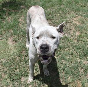 Sassy, Dogo Argentino / American Bulldog, adult, available for adoption