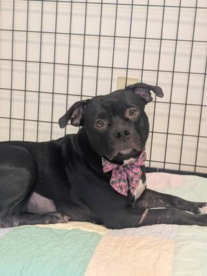 Highlander, American Staffordshire Terrier / American Pit Bull Terrier, adult, available for adoption