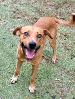 A brown dog with floppy ears and a black nose is standing on a grassy field, looking up with its mouth open and tongue out.
