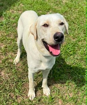 Jax, Labrador Retriever / American Bulldog, young, available for adoption
