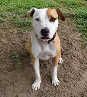Sissy, Bull Terrier / American Pit Bull Terrier, adult, available for adoption