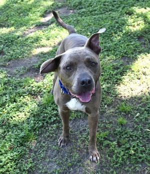 A brown dog with a blue collar standing on grass, looking up with its mouth open and tongue out.