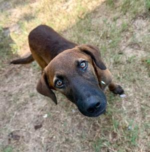 A brown dog with floppy ears and a black snout looking up at the camera.