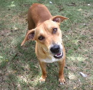 Wanda, Black Mouth Cur / Labrador Retriever, adult, available for adoption