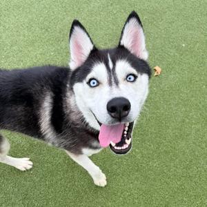 Munro, Husky, adult, available for adoption