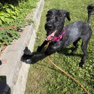 Raggedy Anna, Giant Schnauzer, young, available for adoption