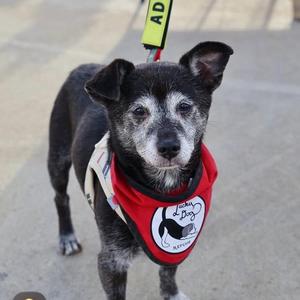 Tiny Hunter, Mixed Breed, senior, available for adoption