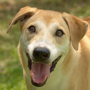 A happy dog with a light brown coat and floppy ears, its mouth open and tongue out, standing in a grassy area.
