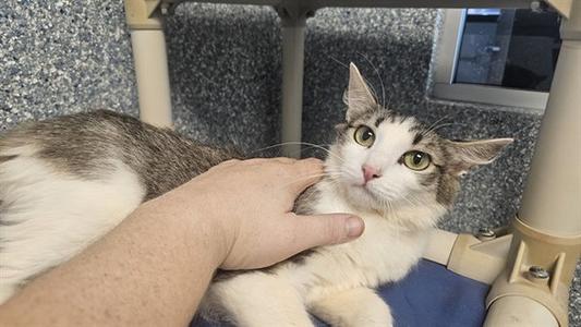 AUDREY, young, available for adoption