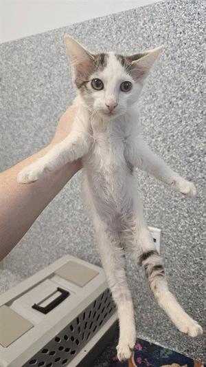 A white cat with brown patches on its head and tail is being held up by a person's hand. The cat has large, round eyes and is looking directly at the camera. The background is a gray, textured wall, and there is a pet carrier visible in the lower left corner of the image.