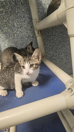 A tabby kitten with white paws and chest sitting on a blue platform inside a pet carrier.