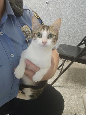 A tabby and white cat with green eyes being held by a person in a blue uniform.