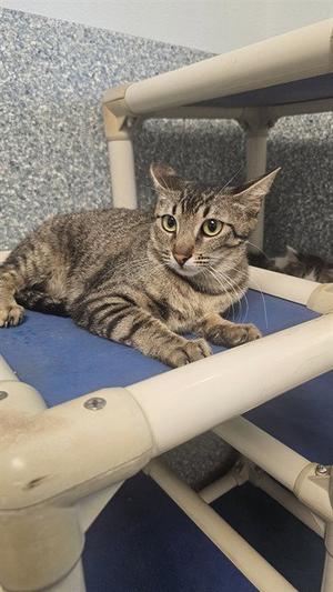 A tabby cat lying on a blue platform with white plastic railings, looking directly at the camera.