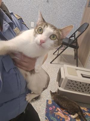 A cat being held by a person in a blue uniform, with another cat on a colorful blanket in the background.