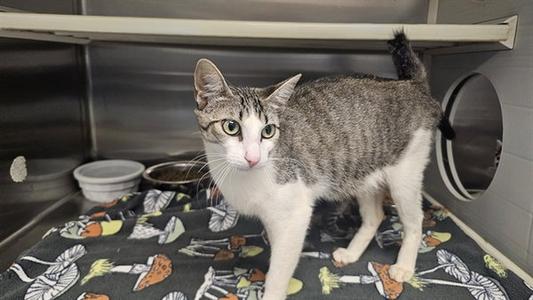 A gray and white tabby cat standing on a patterned blanket inside a metal enclosure.