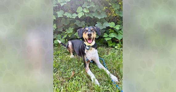 Pecan, young, available for adoption