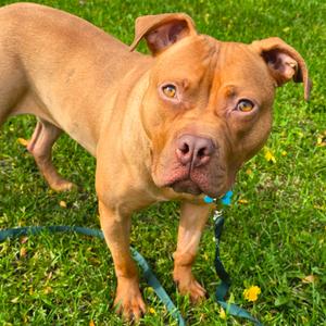 Cora, Mixed Breed (Medium), adult, available for adoption