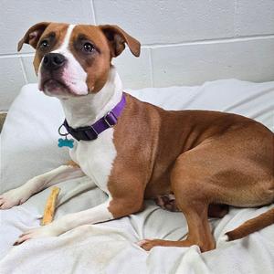 Marie, Mixed Breed (Large), adult, available for adoption
