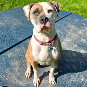 Sadie, Boxer, adult, available for adoption