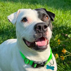 Dottie, Mixed Breed (Large), adult, available for adoption