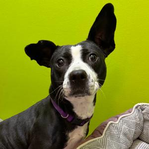 Maya, Mixed Breed (Medium), adult, available for adoption