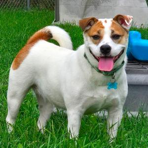 Sally Sue, Mixed Breed (Medium), adult, available for adoption