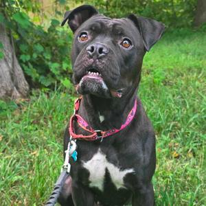 Rhea, Boxer, adult, available for adoption