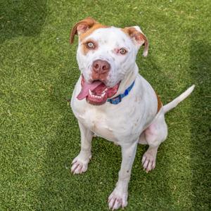 Winchester, Boxer, adult, available for adoption