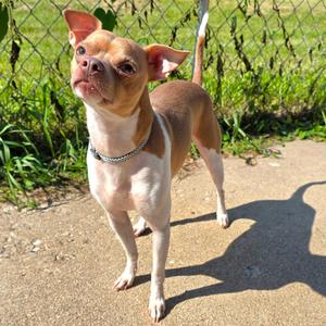 Torpedo, Chihuahua, Short Coat, adult, available for adoption