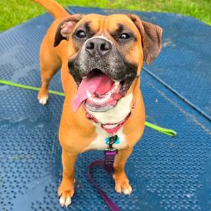 Molly, Boxer, adult, available for adoption