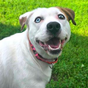 Kiki, Mixed Breed (Medium), adult, available for adoption