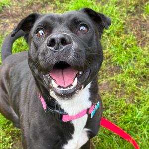 Willow, Mixed Breed (Medium), adult, available for adoption