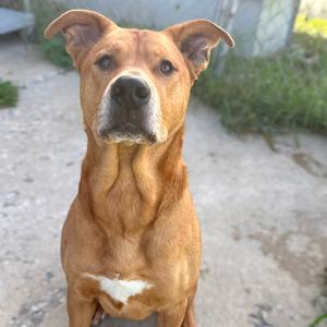 Ollie, Mixed Breed (Large), adult, available for adoption