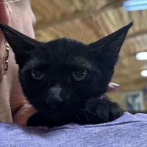 Jude (61720524), kitten, available for adoption