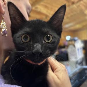 Eleanor (61720518), kitten, available for adoption